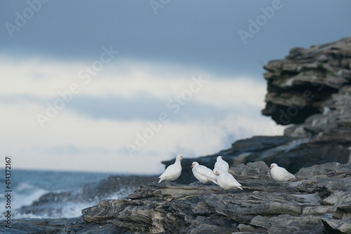 The Snowy sheathbill (Chionis albus)