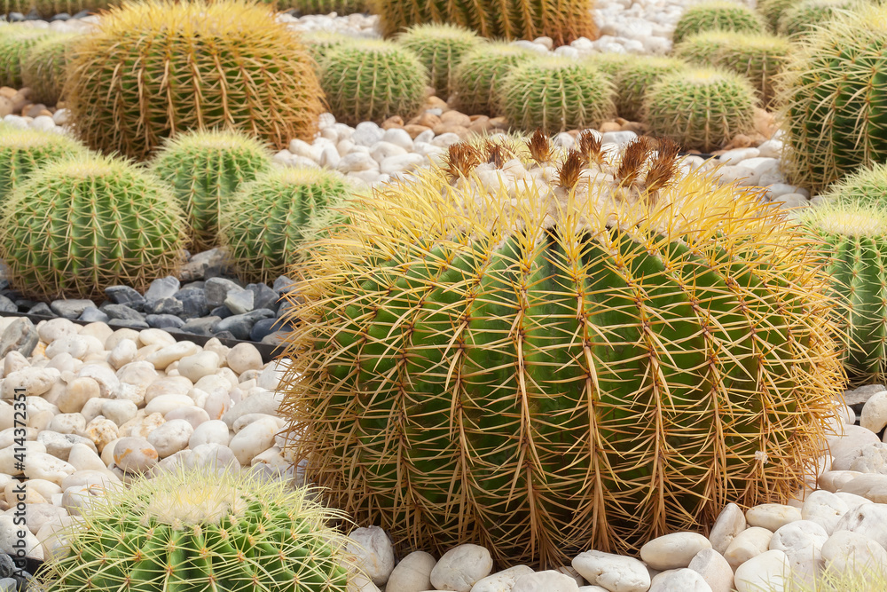 BEAUTIFUL CACTUS BEAUTIFUL CACTUS