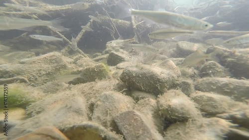Fish under water swimming in the river. Underwater scene with fish