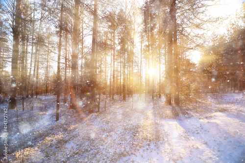 rays of the sun landscape winter forest, glow landscape in a beautiful snowy forest seasonal panorama of winter