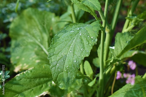 green leaf of mustard plant background with water drops