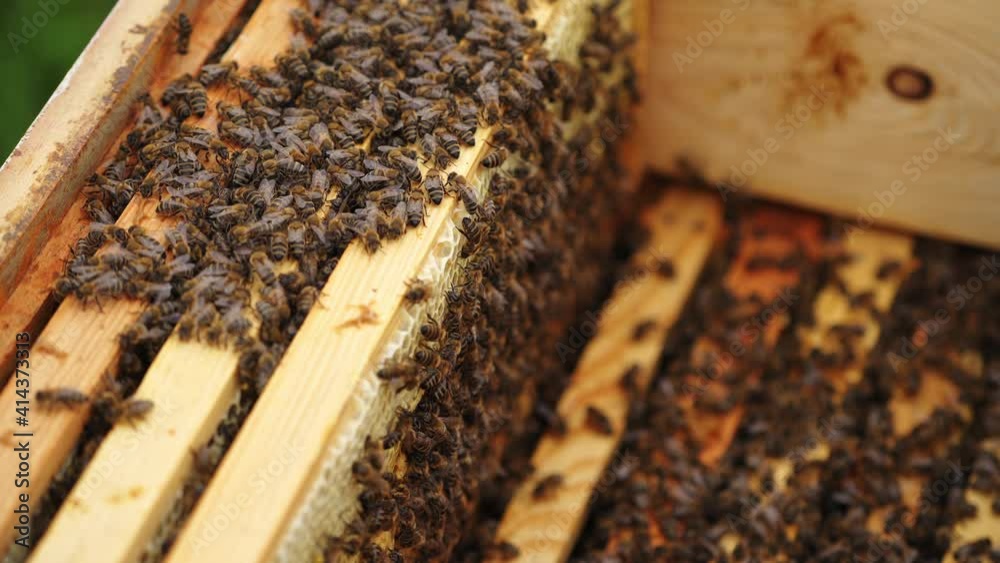 Many honeycombs inside hive. Working bees fly over wooden hives. Selective focus from above. Closeup. Many honeycombs inside hive. Working bees fly over wooden hives. Selective focus from above. Closeup.