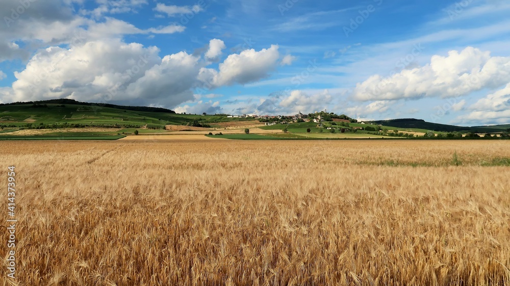 Agriculture céréalière en Champagne Ardenne, paysage de campagne en été, avec un champ de céréales (orge) et le village de Châtillon sur Marne en arrière-plan (France)
