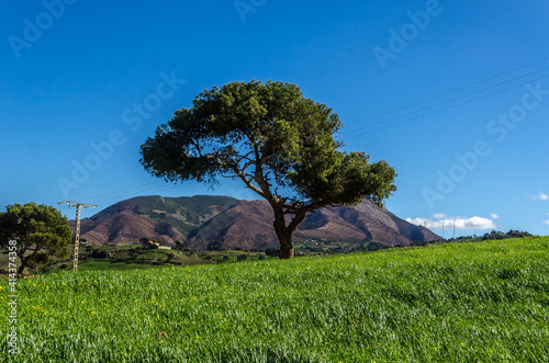 tree in front of a mountain and  clear blue sky