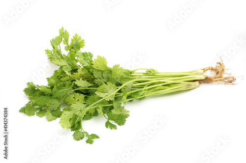 Coriander isolated on a white background.