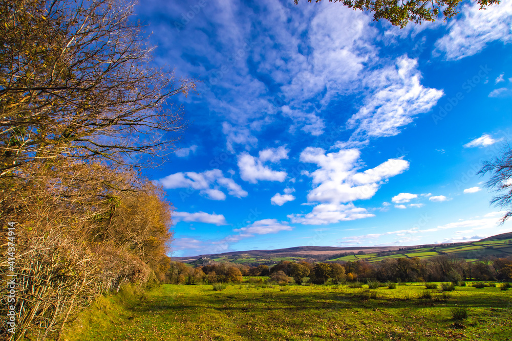 autumn landscape with trees