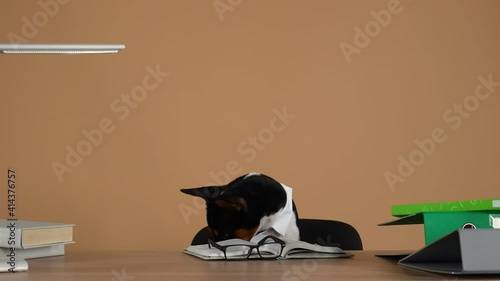 Basenji, wearing a collar and striped tie, sits at a desk on which are books, glasses, and folders with documents. The dog looks ahead, then jumps off the chair and walks away. Slow motion. Close up. photo