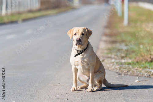 Labrador retriever dog sitting on the road
