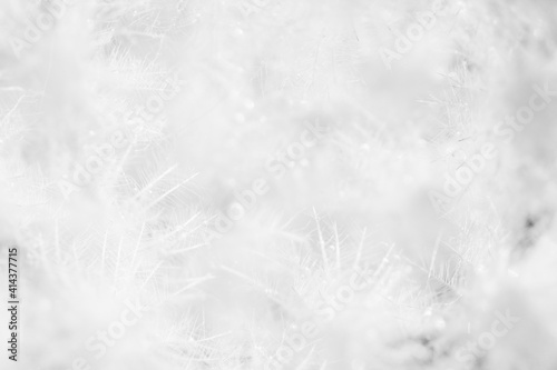 White nature background. Subtle fluffy feathery texture of Mammillaria plumosa cactus spines, soft focus. Similar to dandelion seed head or downy feathers of birds or snow flakes.