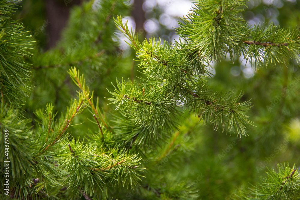 Young fir branches in the rays of the spring sun. Young fir branches in the rays of the spring sun.
