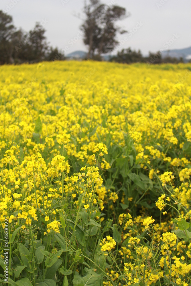 Jeju rape flowers