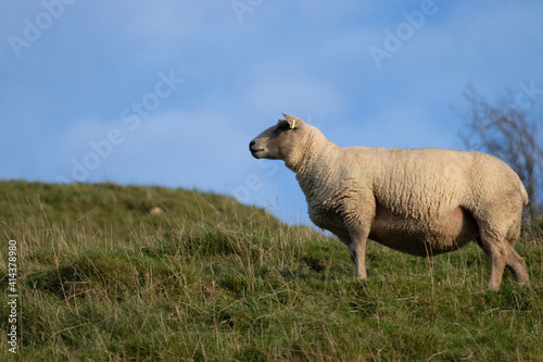 sheep on a meadow