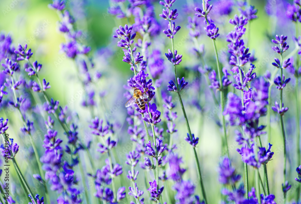 Naklejka premium Selective focus on the lavender flower in the flower garden - lavender flowers lit by sunlight.