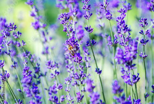 Fototapeta Naklejka Na Ścianę i Meble -  Selective focus on the lavender flower in the flower garden - lavender flowers lit by sunlight.