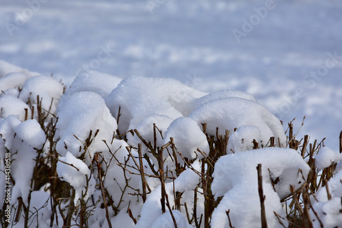 Hecke im Winter photo