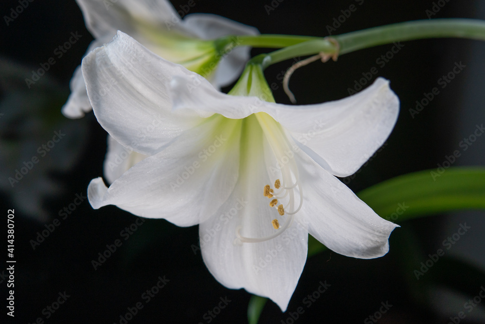Amaryllis hippeastrum. flower arrangement white flowers on a dark background, close-up, daylight, segmented focus Amaryllis hippeastrum. flower arrangement white flowers on a dark background, close-up, daylight, segmented focus