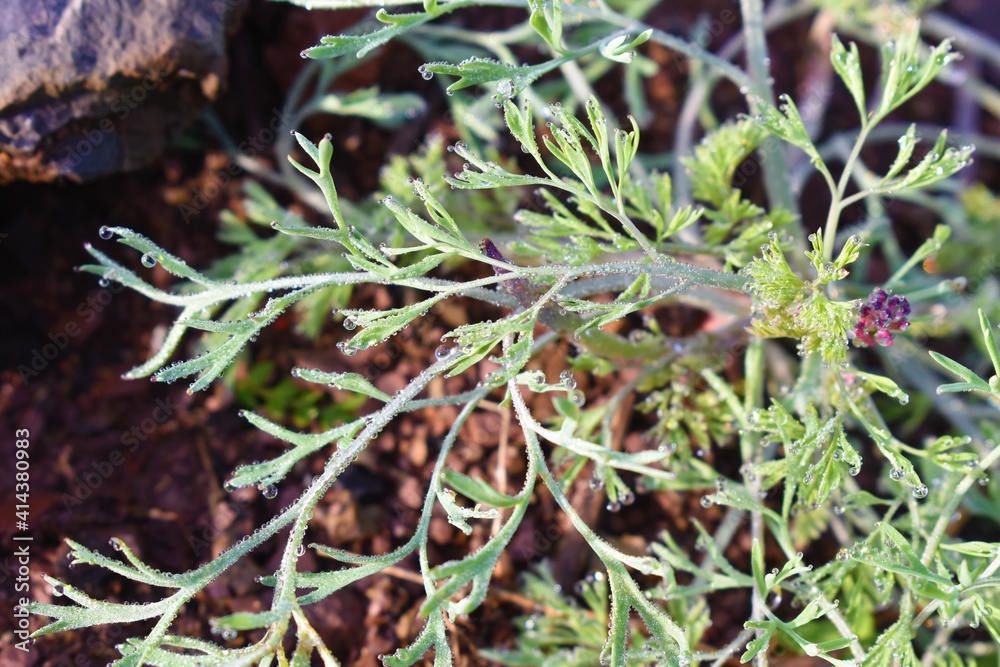 Green Dill Culinary Herb Also Called Indian SOYA Saag with water drops background Green Dill Culinary Herb Also Called Indian SOYA Saag with water drops background