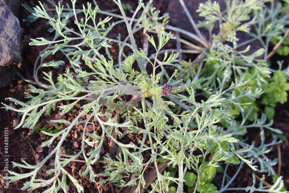 Green Dill Culinary Herb Also Called Indian SOYA Saag with water drops background Green Dill Culinary Herb Also Called Indian SOYA Saag with water drops background