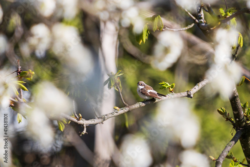 little beautiful bird among the spring bloom