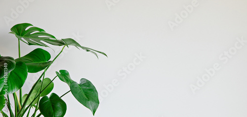 Monstera plant indoor on white wall background