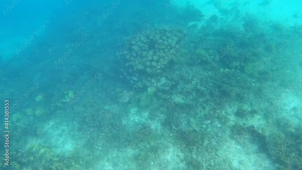 Snorkeling above coral reefs, stones, rocks and algae of a paradisiac island with turquoise, clear and transparent water ocean. A place close to Cartagena de Indias, Colombia. Snorkeling above coral reefs, stones, rocks and algae of a paradisiac island with turquoise, clear and transparent water ocean. A place close to Cartagena de Indias, Colombia.