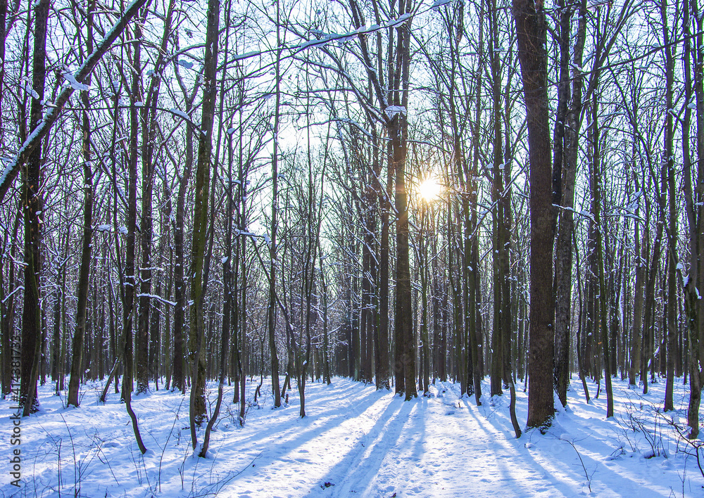 Winter snow covered trees background Winter snow covered trees background