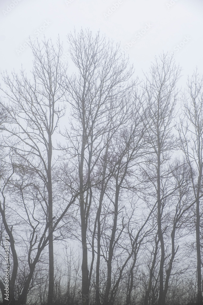 misty winter forest in the morning misty winter forest in the morning