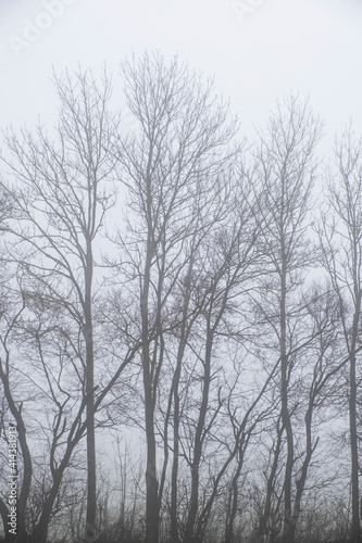 misty winter forest in the morning 