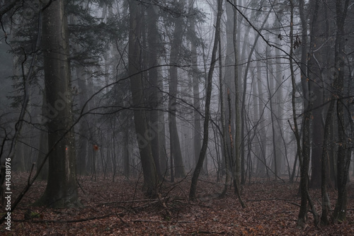 misty morning in winter forest  © babaroga