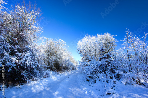 snow covered trees