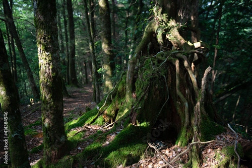 ancient giant tree at Miyazaki  Japan