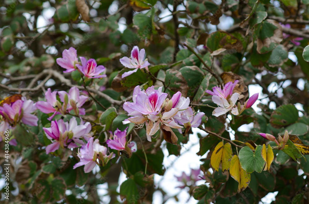 Naklejka premium Pink flowers on a tree. The spring bloom. Pink flowers of the oleander tree. Branch with flowers of the oleander