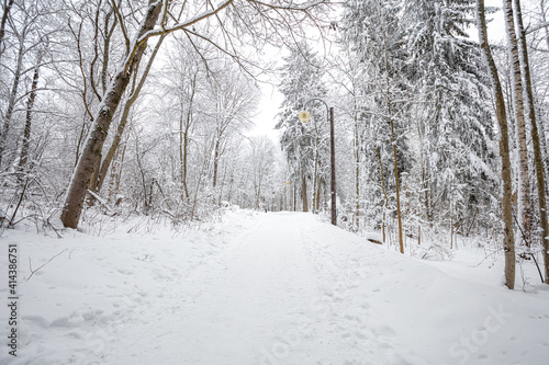Winter forest, landscape. Trees in the snow. Snowy winter. © M.V.schiuma
