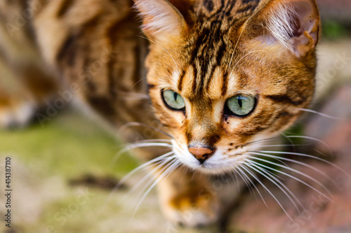 portrait of a cat