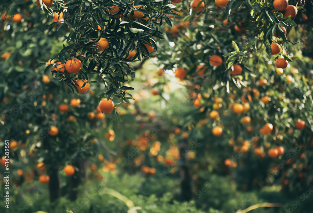 Tangerine green garden