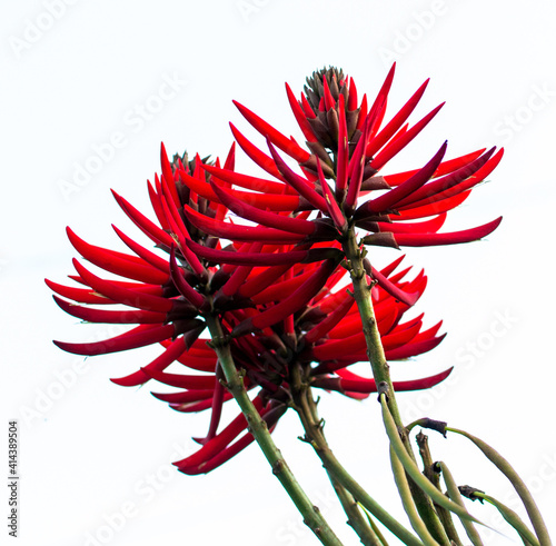 red flower isolated on white