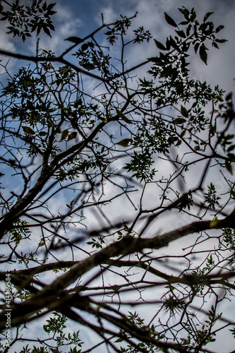 branches against blue sky