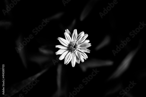 white daisy flower