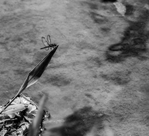 black and white dragonfly on flower