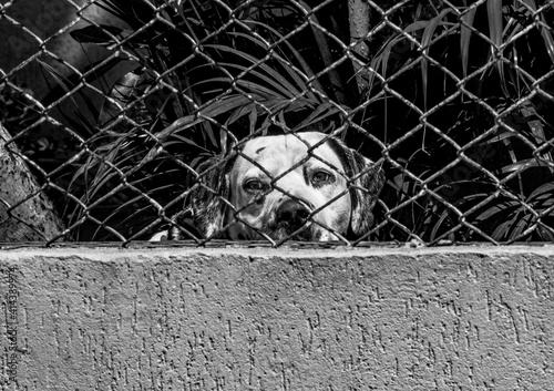 dog dalmata in a cage