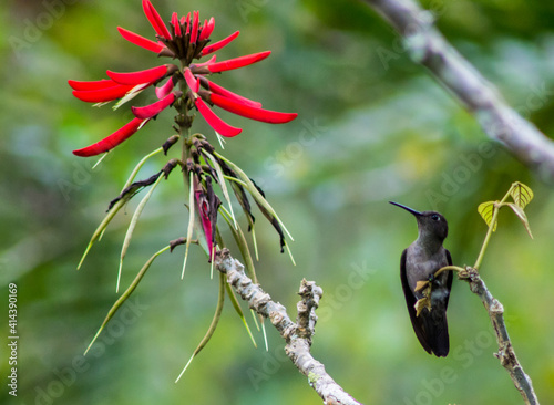 hummingbird on a branch