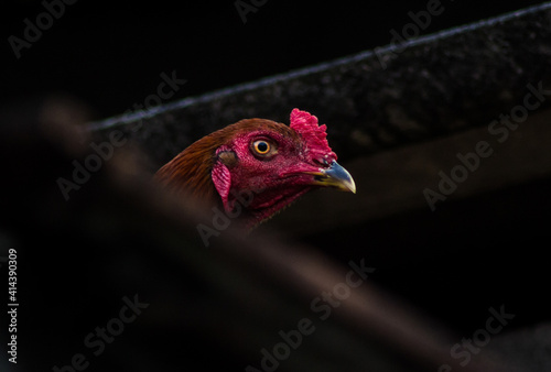 portrait of a rooster on the roof