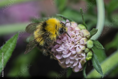 Early bumblebee on scabious plant © Malcolm Saunders