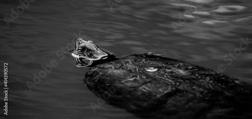 black and white turtle in water