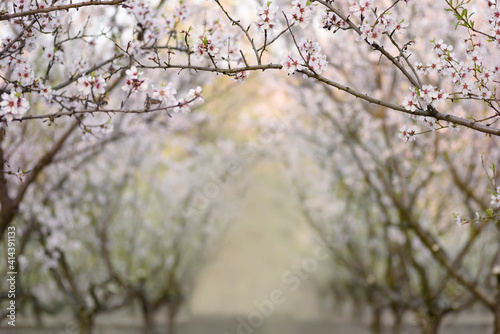 A magical blooming minadel garden with white flowers in soft misty light in the early morning. Very soft focus on upper branches. Artistic photo of a spring garden.