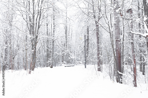 Winter forest, landscape. Trees in the snow. Snowy winter.
