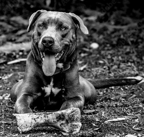 pit bull with bone