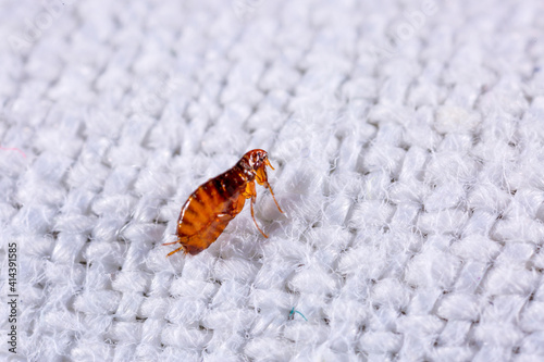 Fleas on a white background close-up. Destruction of parasites in pets. Treatment of premises with insecticides. photo