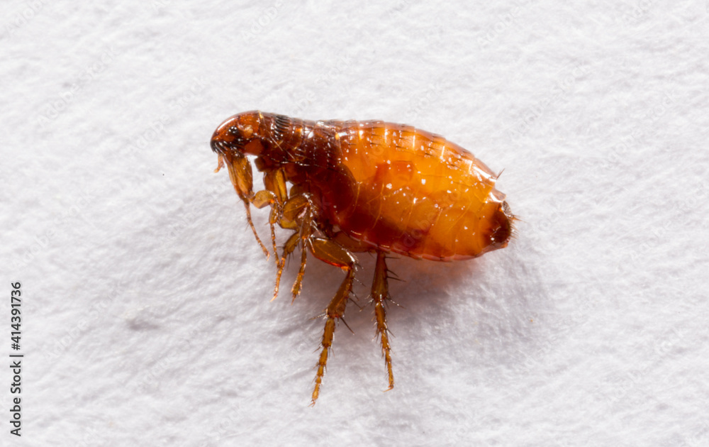 Fleas on a white background close-up. Destruction of parasites in pets. Treatment of premises with insecticides. Fleas on a white background close-up. Destruction of parasites in pets. Treatment of premises with insecticides.