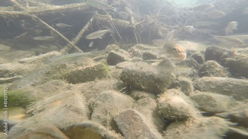 Underwater scene in the river where fish are swimming